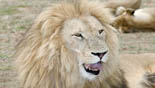 leeuw zuidafrika jan azier